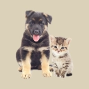 Pet Shop